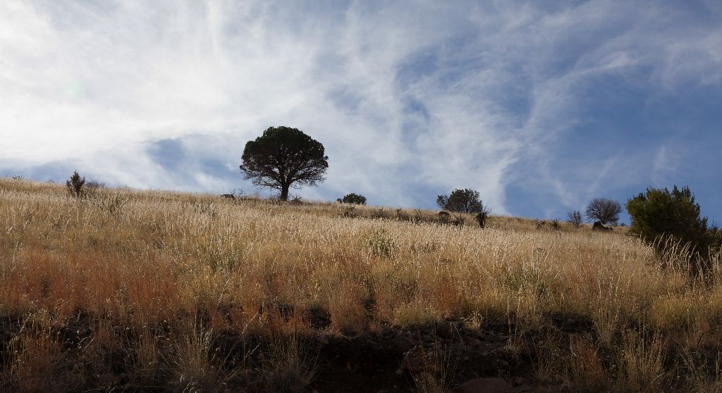 Texas Trees, Fort Davis