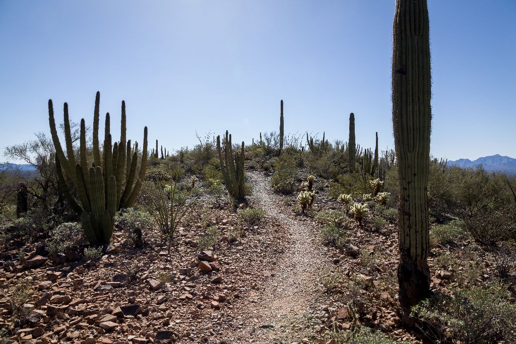 Trail, Organ Pipe National Monument, Arizona