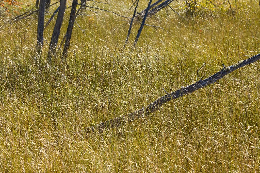 The Fen, Pancake Bay Provincial Park, Ontario Canada